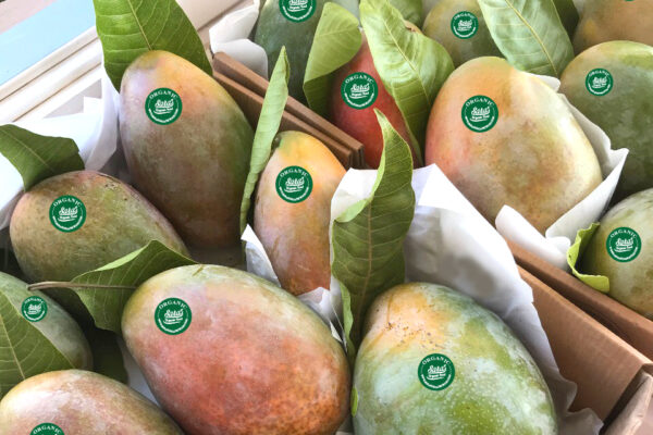 Saras Organic Food Keitt Mangos