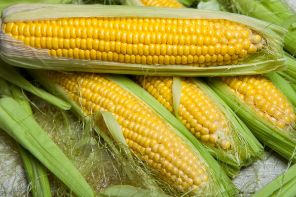 Organic Sweet Corn from Sara´s Organic Food