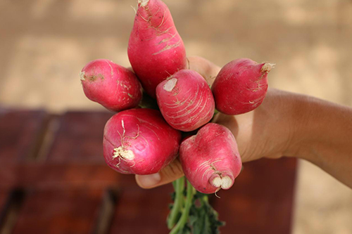 Red Radish from Sara´s Organic Food