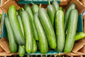 Organic Cucumber Box – 4 kg