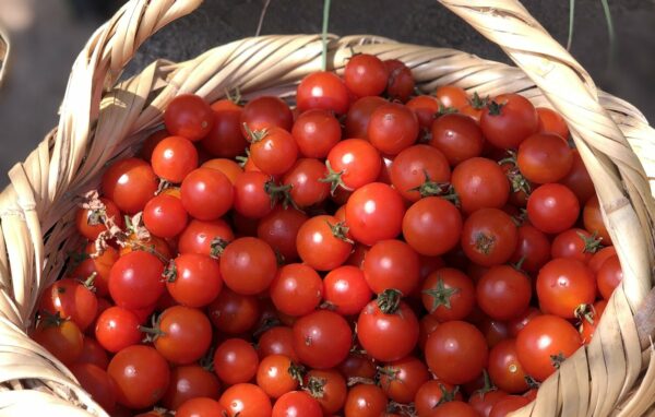 Organic Cherry Tomatoes – 250gm