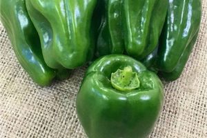 Sweet Green Peppers - 500gm