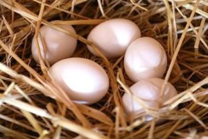 Happy Hen Eggs - 12 Pcs