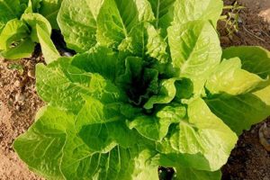 Balady Lettuce - 1 Pcs