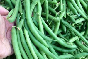 Green Beans – 500 gm