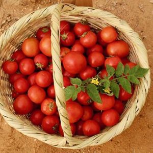 Organic Tomatoes