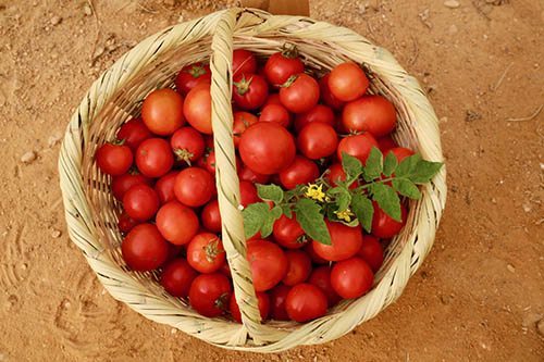 Organic Tomatoes