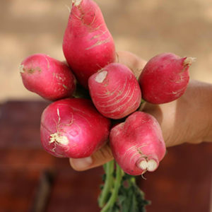 Red Radish from Sara´s Organic Food