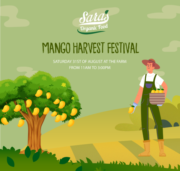 Mango harvesting festival Saras Farm August